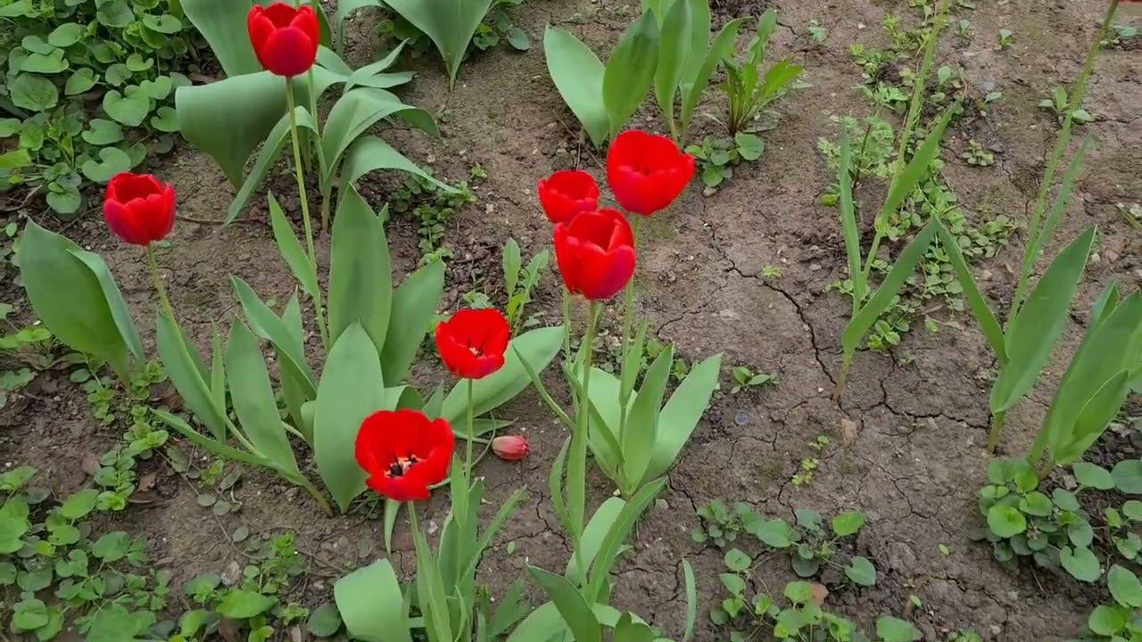 26.04.2024 | ХОР ИВЕРСКОГО МОНАСТЫРЯ | ВЕСНА В ОБИТЕЛИ – ПЕСНОПЕНИЯ ВЕЛИКОГО ПОСТА