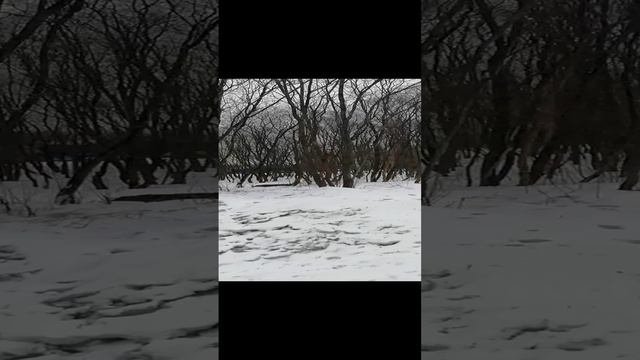 У нас снова зима