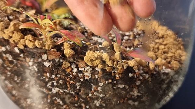 I Made A Simple Colourful Terrarium!