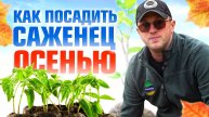 Как правильно посадить саженец осенью? / Илья Макаров