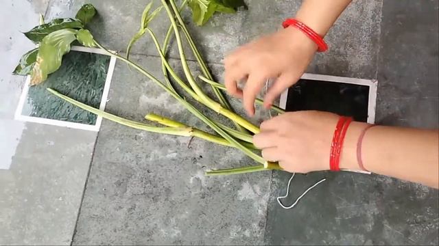 How to grow syngonium plant from cutting\syngonium ko cutting se kaise lagayen,bahut asani se.