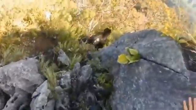 Медведь в горах напал на мужика