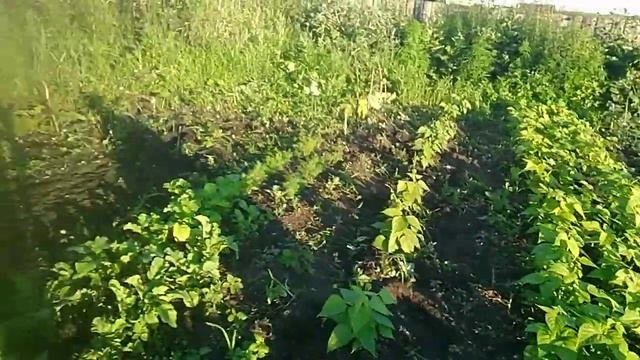 моя дача(1)