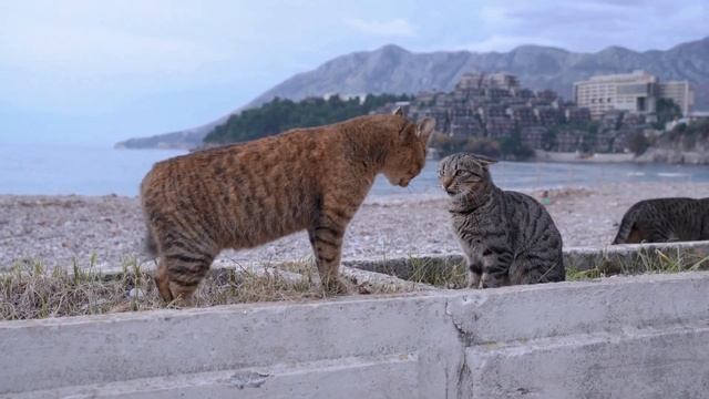 Тайны океана: Уникальная музыка для снятия усталости и стресса медитациямузыка