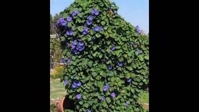 А. губчатая, вьющаяся дымянка, горная бахрома (A. fungosa)