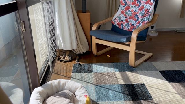 1-hour Calm Piano Playlist with Napping Cats【作業用BGM】昼寝中の猫と聴くリラックスピアノプレイリスト