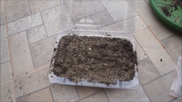 Guia de Germinação de Rosas do Deserto Adenium Obesum com passo a passo completo