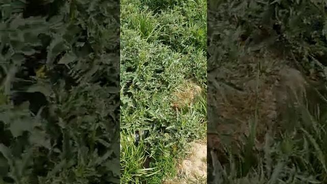 Спринклер дождевой полив?