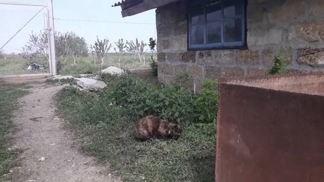 Кошка поймала змею и съела!