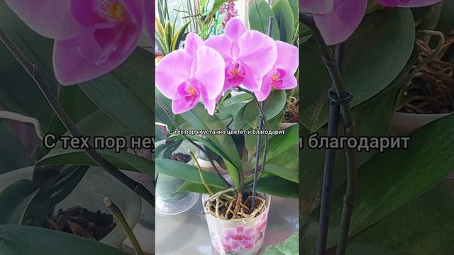 Орхидея за 100руб спустя 3 года🌸 #цветы #растения #орхидеи #фаленопсис #пасадена #shorts