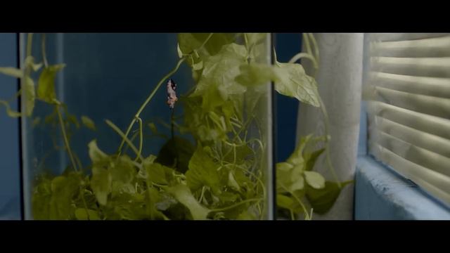 Krimikosh Short Film 2018 Full HD