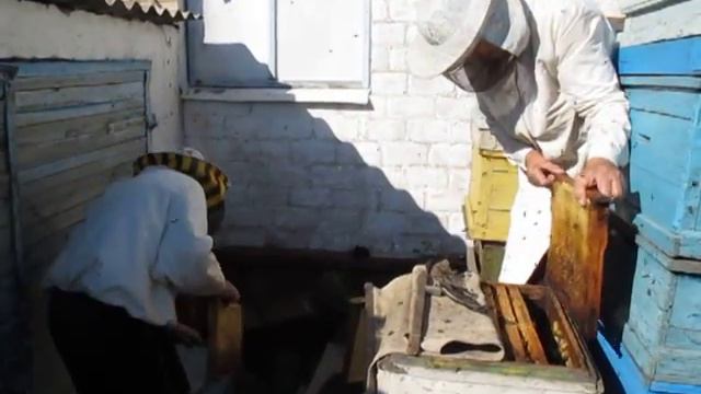 Осторожно! Пчёлы - просто звери!
