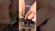 Черенкование петунии в торфяные таблетки, часть 3.