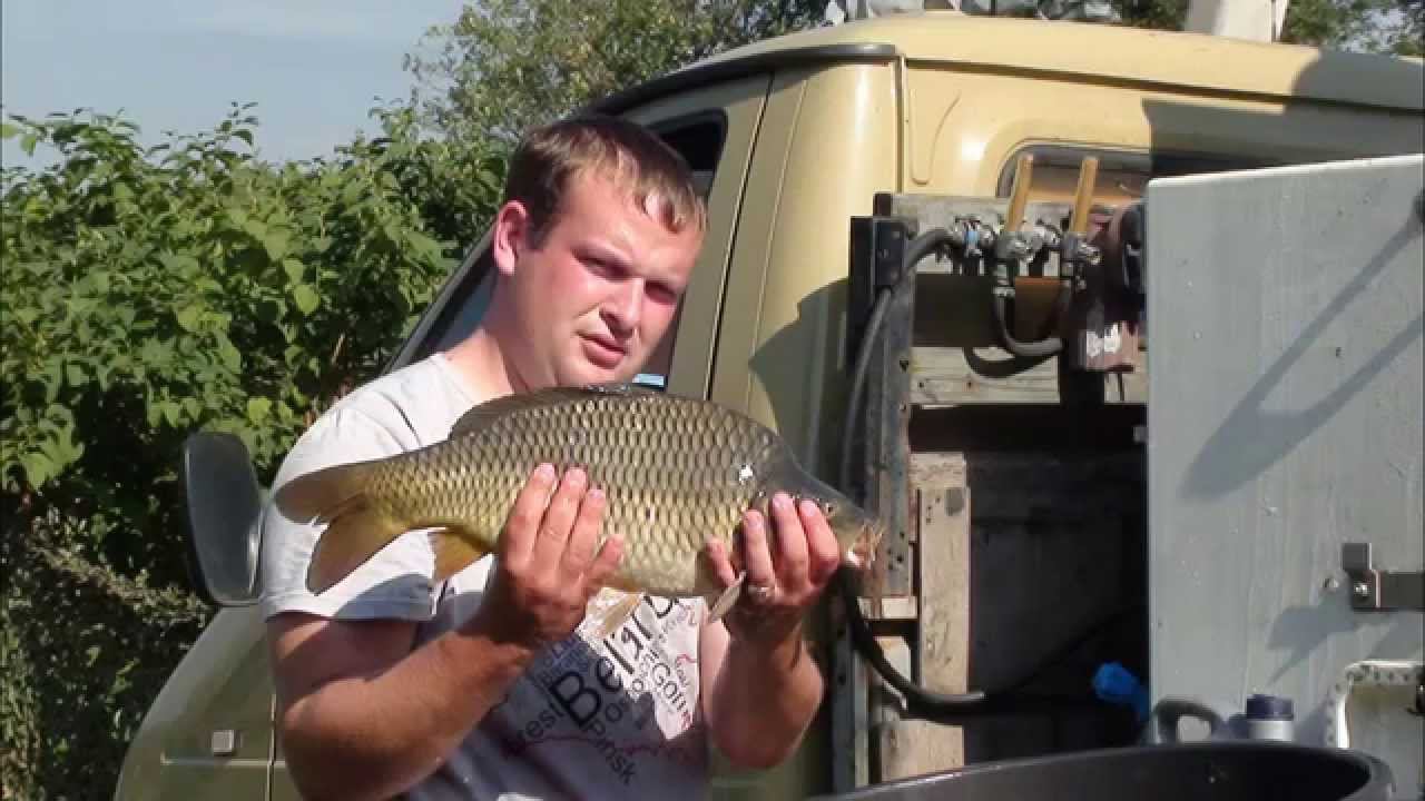 11.09.2014г Очередное зарыбление карпом в Светлых горах