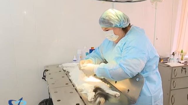 В Губкинском бесплатно стерилизуют животных 12+