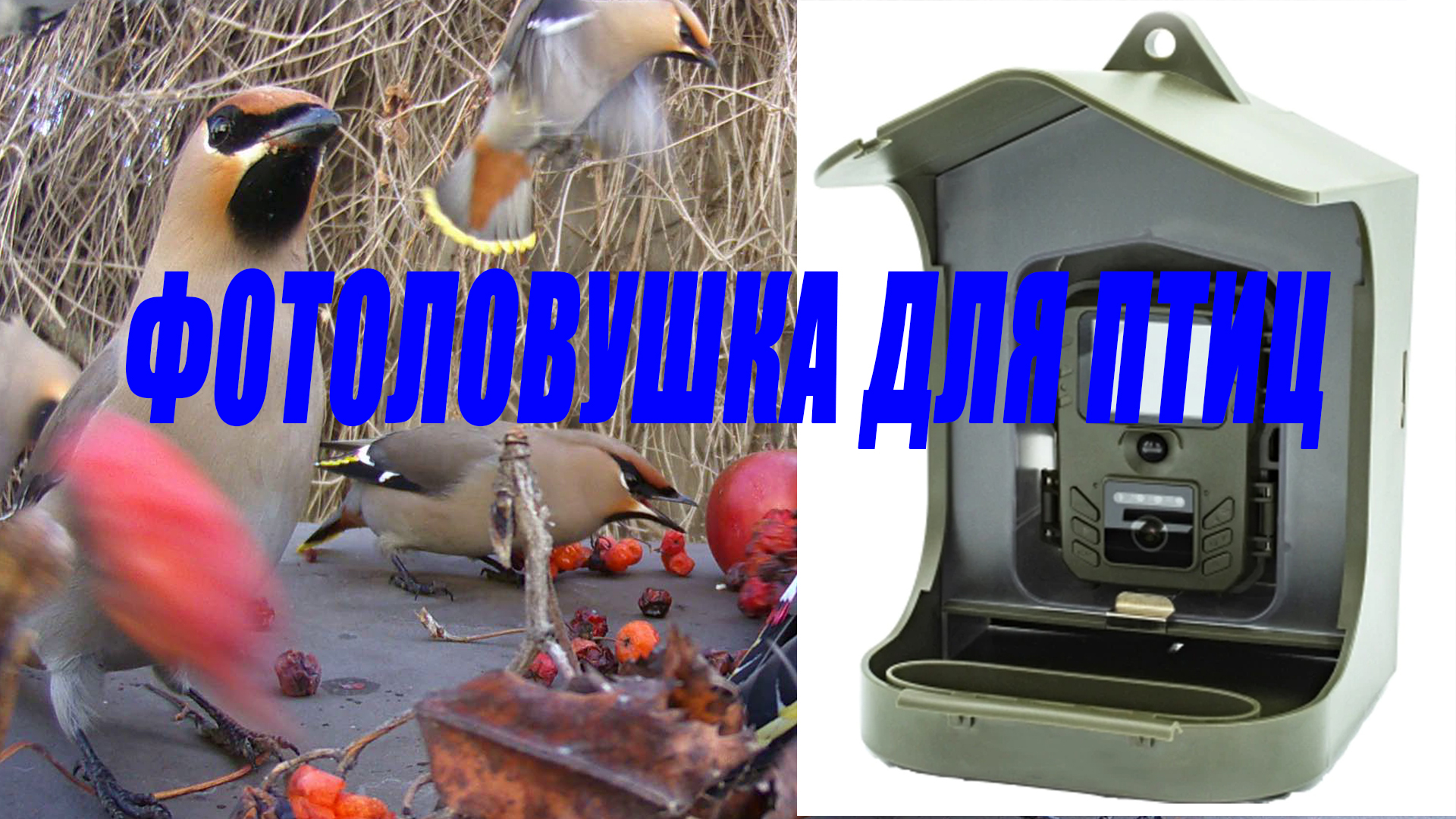 Фотоловушка для птиц. Обзор / Фотоловушка в лесу
