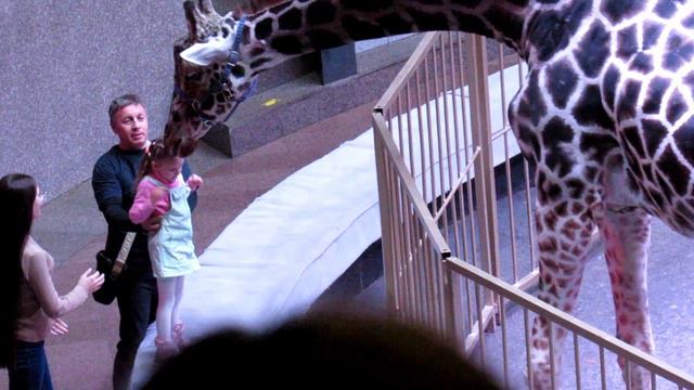 жираф облизал