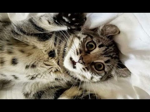 Топовые приколы с животными / Лучшие приколы с котами и собаками 2022
