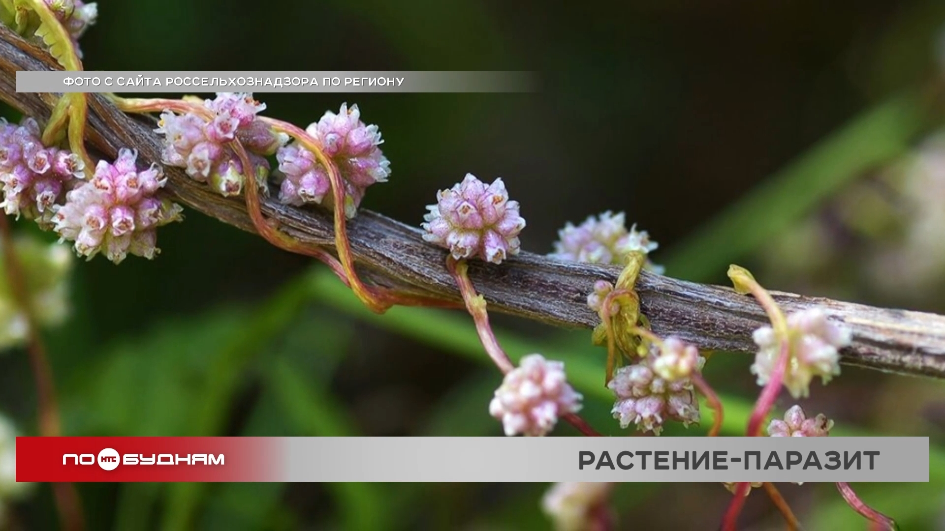 Из-за растения-паразита в Иркутском, Осинском и Усольском районах частично введён карантин