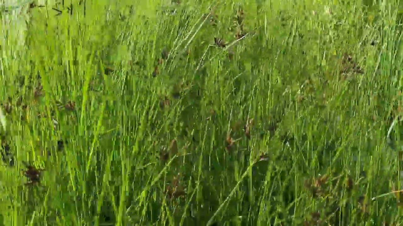 Клубнекамыш морской