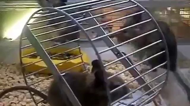 Видео.   Крыса  Дегу .  Забег на месте .  Победила дружба .