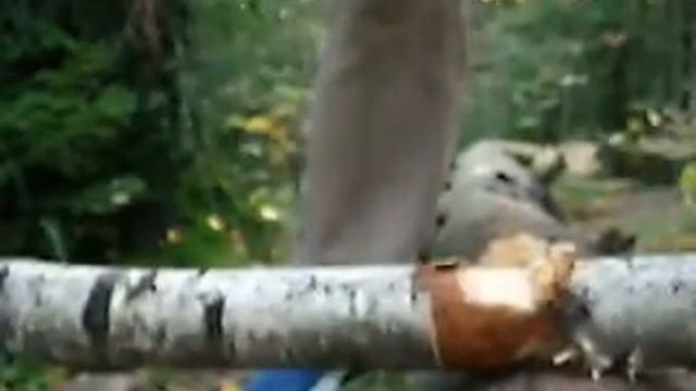рубка дерева сланцевым топором - cutting a tree with a schist ax