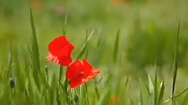 Красивое видео, душевная музыка. Посмотрите. Это блаженство!