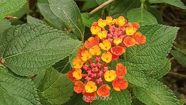 Lantana Camara