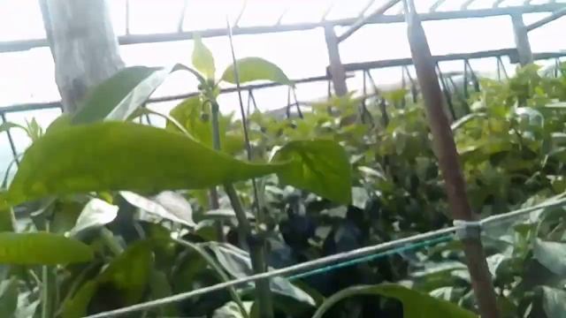 Перец Крусадер F1.