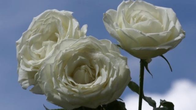 "Букет из белых роз" - Ирина Круг и Виктор Королев