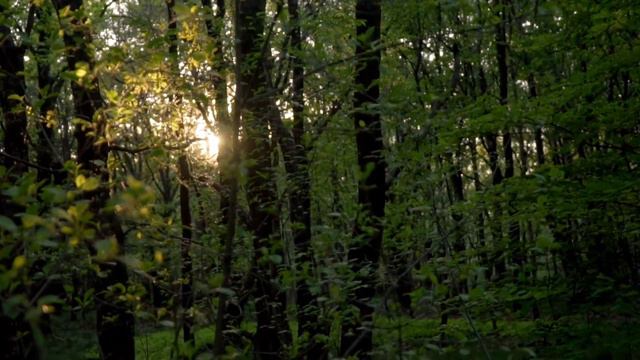 Пение птиц Релакс Музыка для души 10 минут /Birdsong Relax Music for the soul 10 minutes