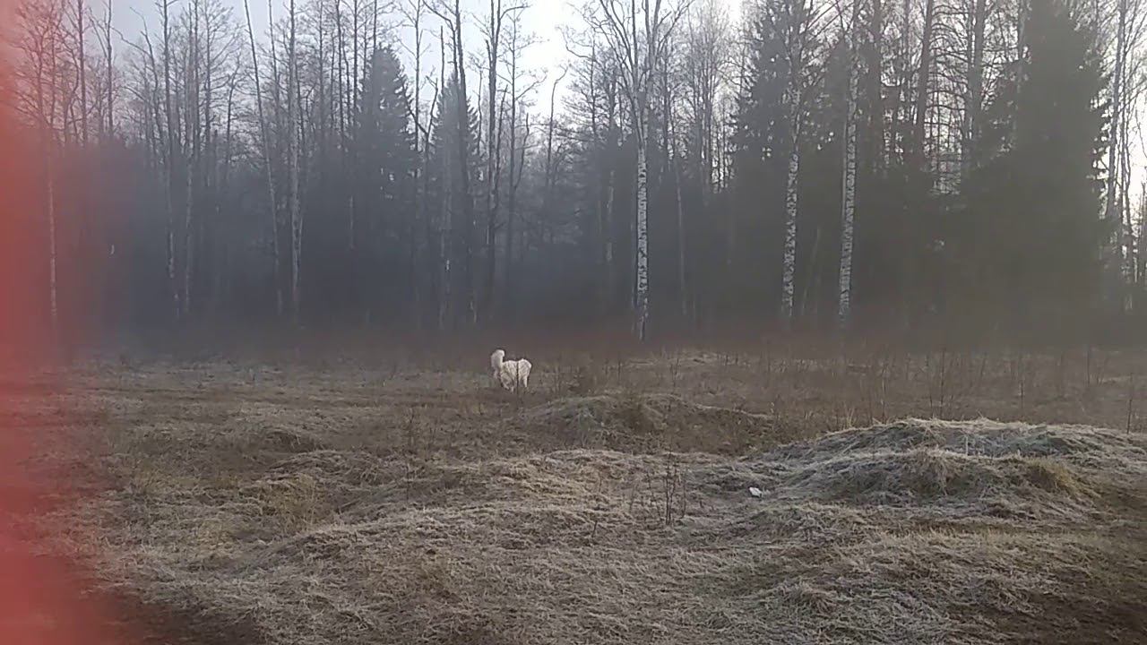 Самоед флинт с друзьями