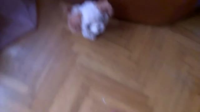самодельные игрушки для собак