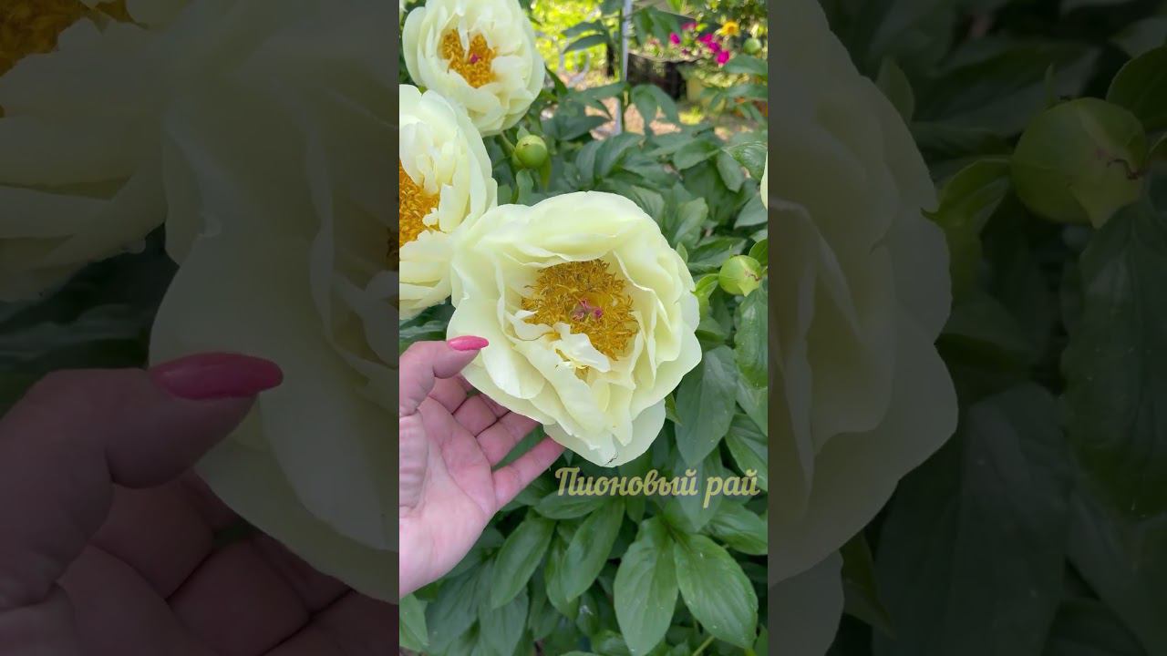Пионовый рай: Лемон Шиффон LEMON CHIFFON цветение 2022 #пионы #paeonia #обзорсортов #пионовыйрай