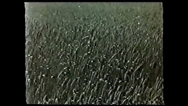 Хищные птицы