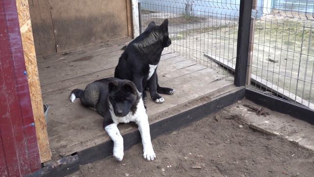 Щенки Ам. Акиты + как мы присылаем котов в мешках