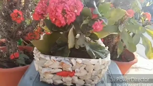 Which winter flowering plants can be buy from the local nursery/sardiyo ke Phoolon wale podhe