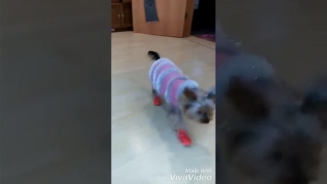 Йорку купили ботинки