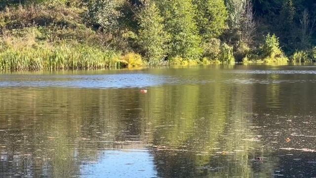 Рыбалка на кружки осенью  клев щуки  щука таскает кружки рыбалка  щуканакружки щуканаживца