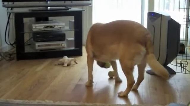 Собака с шарами улыбака Dog With Balls
