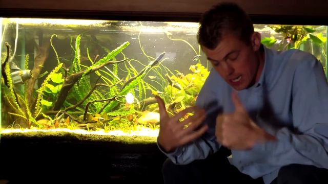Easy Cichlids- How To Keep Buffalo Head Cichlids: Species Sunday
