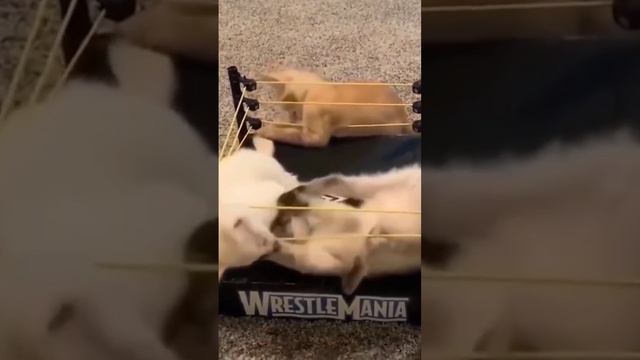 Лучше чем WWE