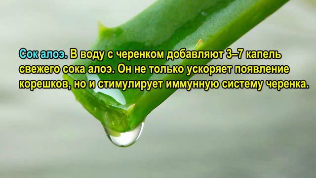 Натуральные стимуляторы образования корней - готовим сами.