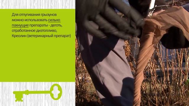 Как защитить растения в саду от мышей и зайцев Разные способы