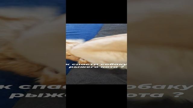 Как спасти собаку от рыжего кота
