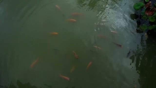 Nha Trang. 100 Egg Mud Bath. Отдых в Нячанге. Вьетнам. 100 яиц. СПА. Грязевые ванны