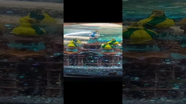 VID_20230422_180208.mp4