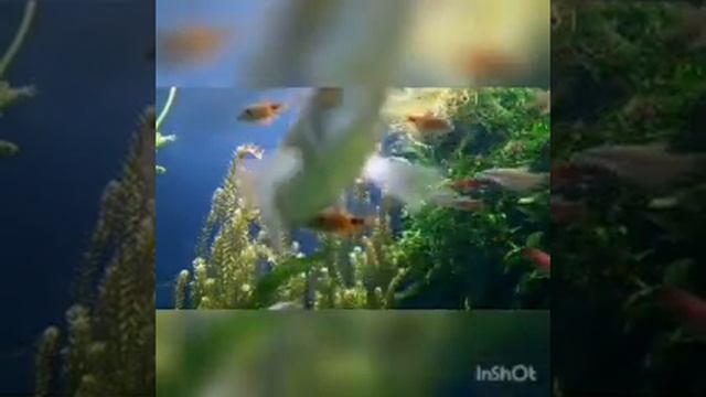 АСРМ Звуки подводного мира. Релаксация. Рыбки. Сон. #релакс, #рыбки, #сон