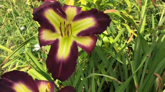 DAYLILIES: Sable Perfection, Money Maker, Blue Perfection