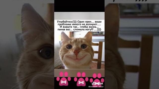 ПРИКОЛЬНЫЕ ФОТО С КОТАМИ!!!